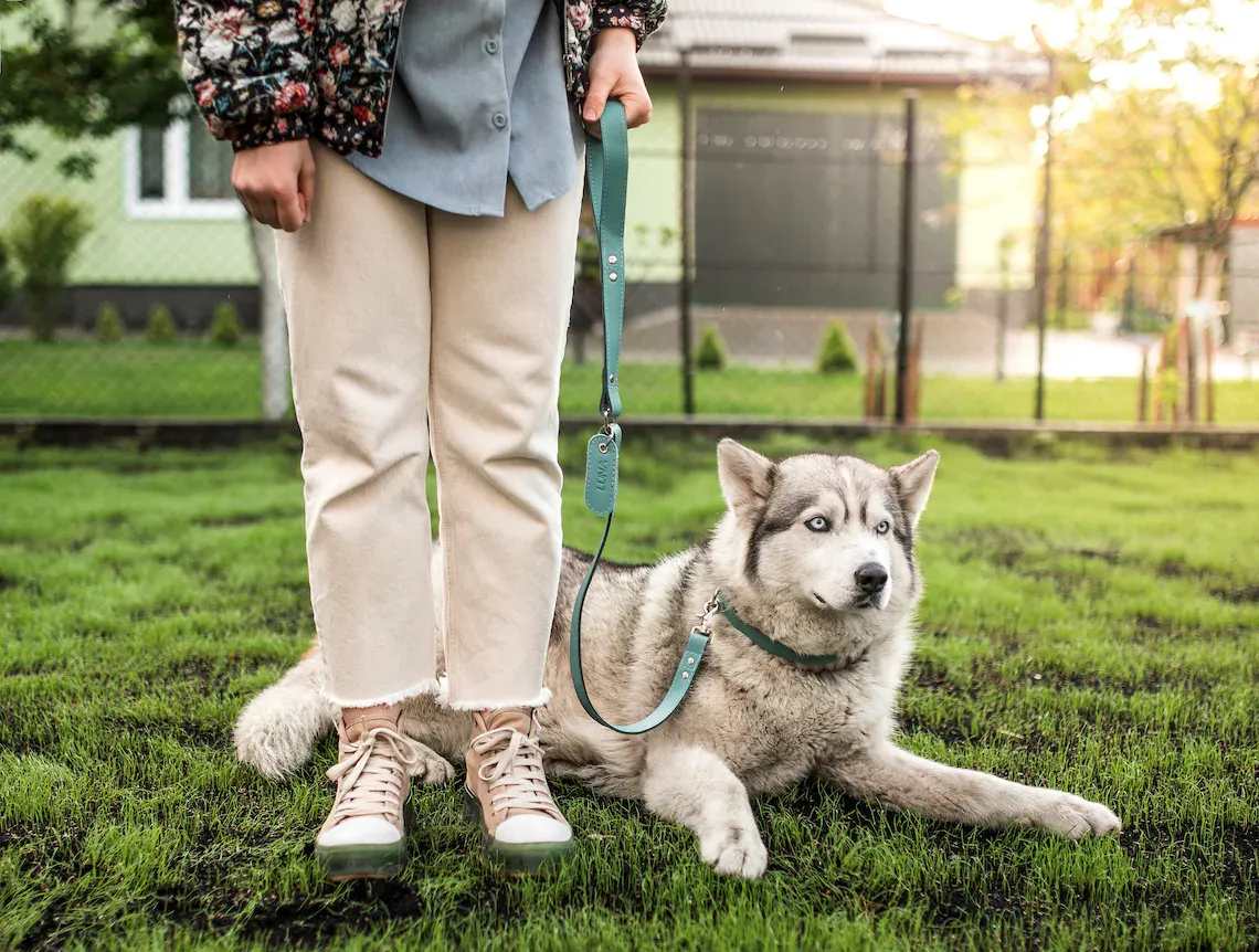 husky laying in grass with handler and blue personalized leash