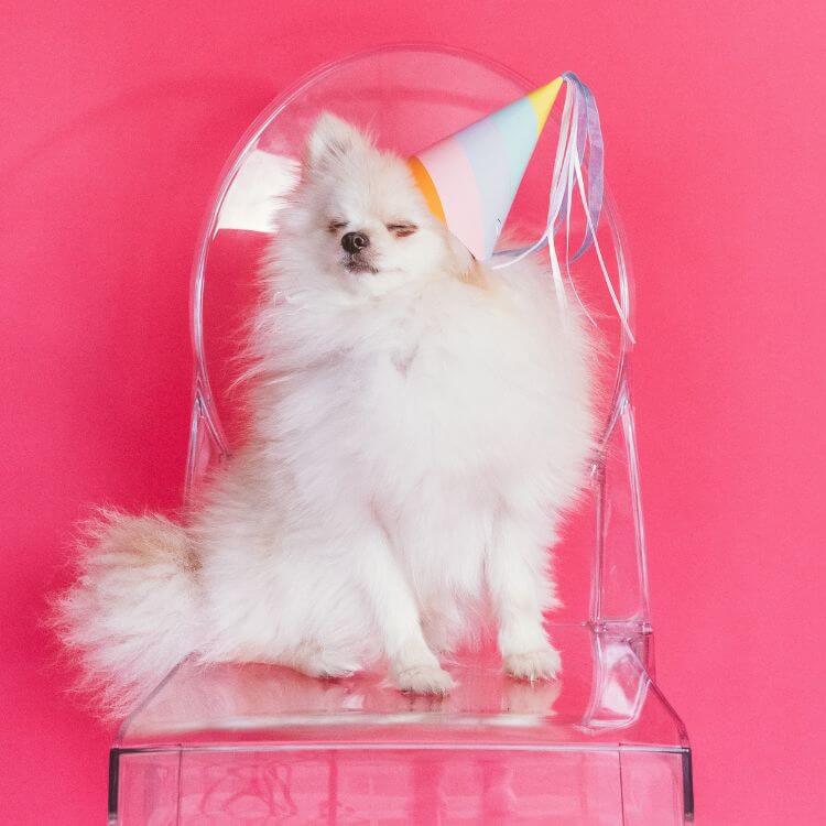 small white dog with party hat sitting on a clear chair