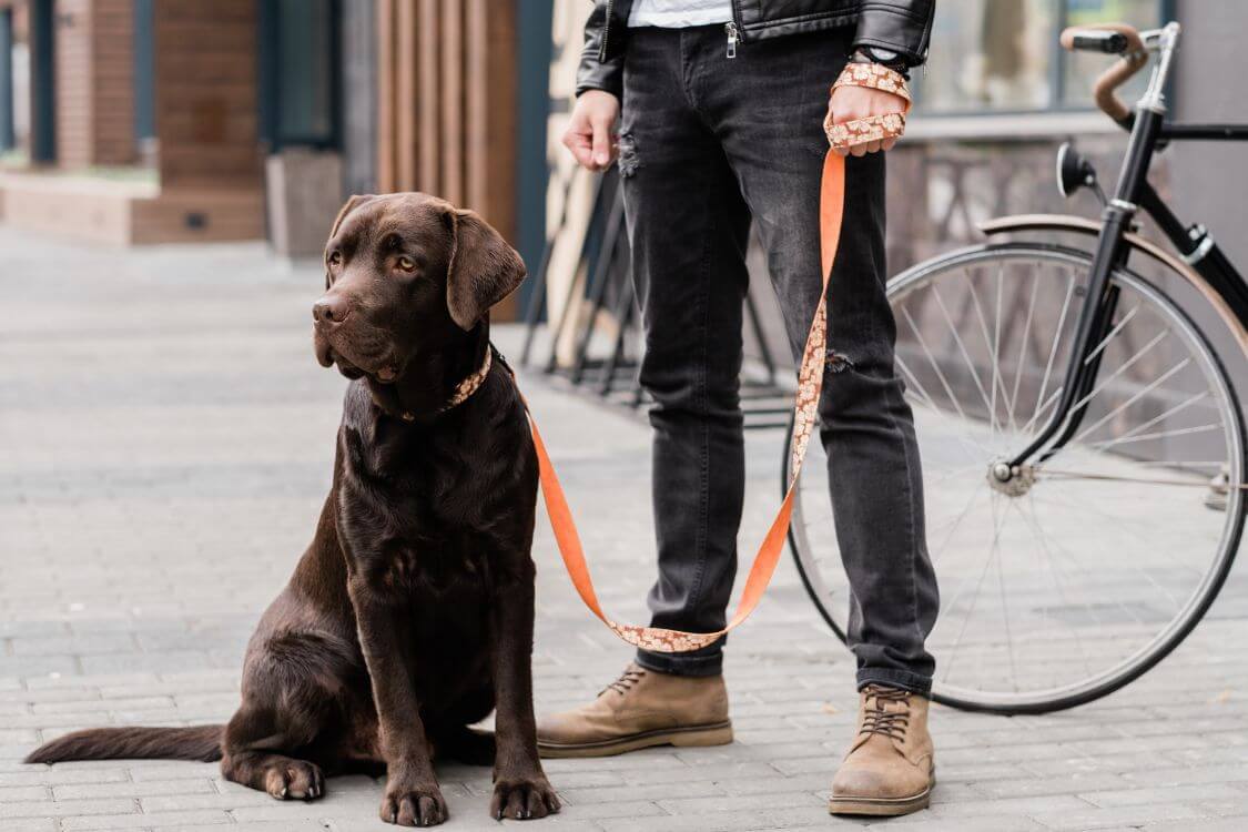 man with orange leash on black dog standing on the sidewalk