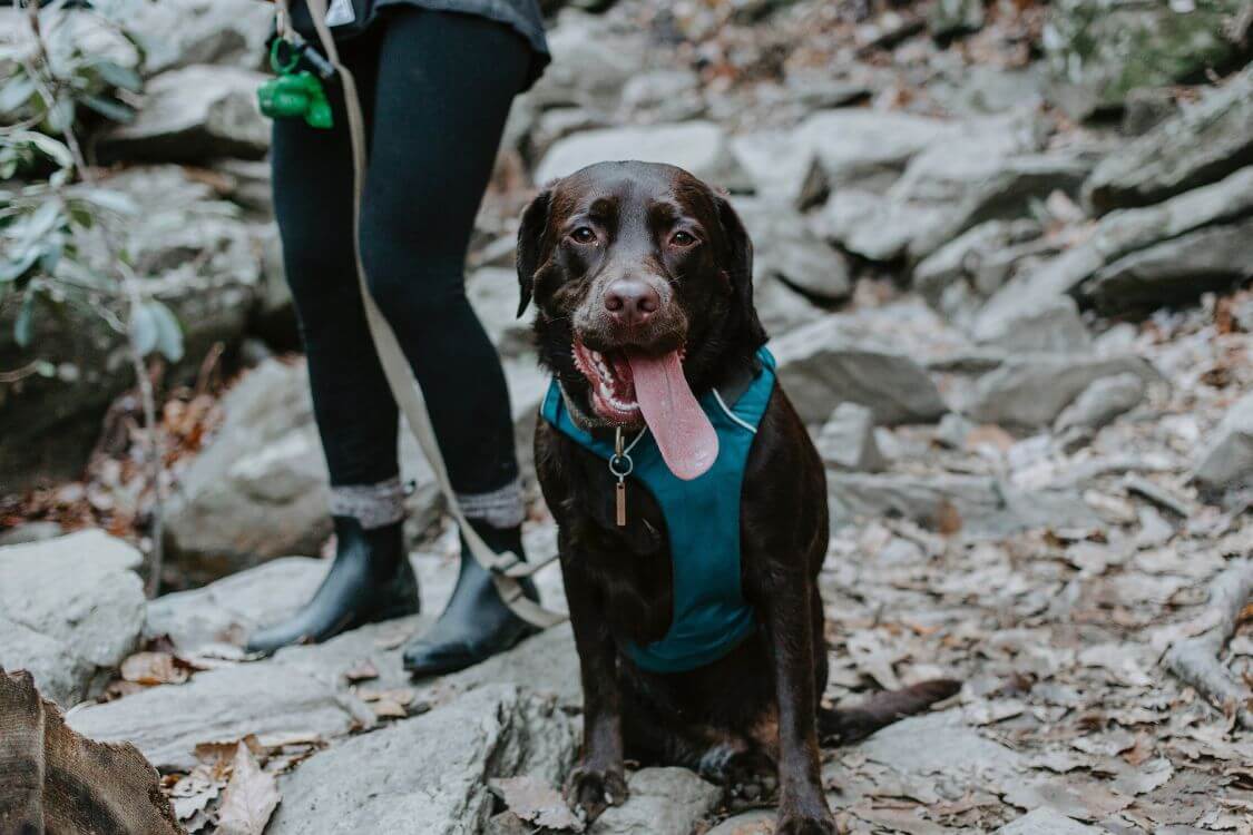 woman wih black lab on the rocks with blue harness