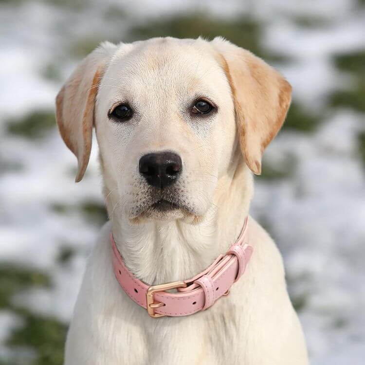 white lab with flat pink leather dog collar