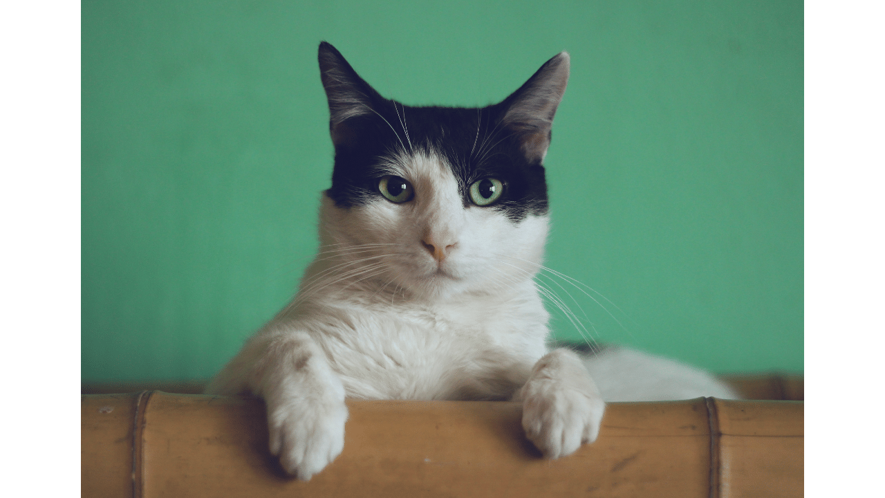 Best Cat Wheel To Keep Your Kitty PurrFectly Entertained