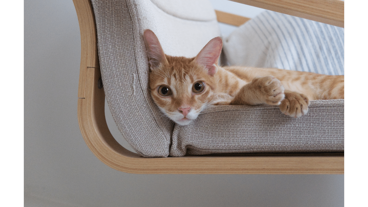 Best Cat Shelf Elevate Your Cat's Living Experience