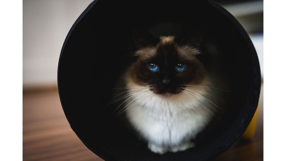 Unlock the Joy of Cat Tunnels Fun Feline Freedom For CATS!