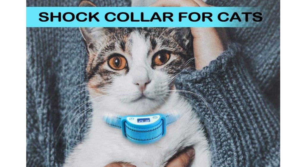 Zap The Misbehavior Try One of These 5 Cat Shock Collars