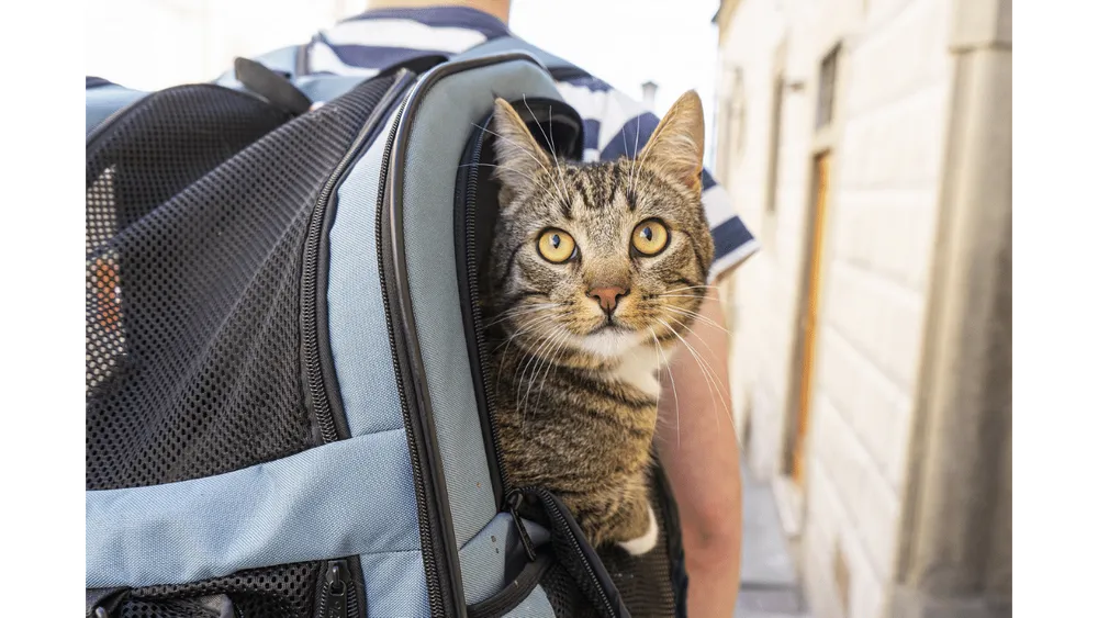 Cat Got Your Backpack? Best Cat Carrier Backpacks 2024!