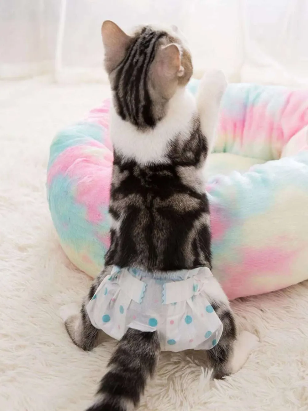 The Pawsitively Purrfect Guide to Cat Diapers!
