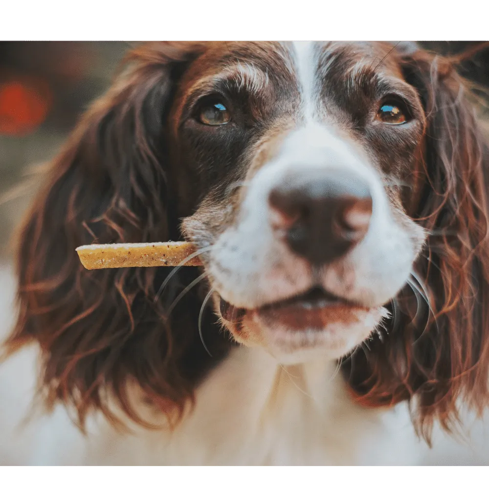 The Best Freeze Dried Dog Treats: Fido Will Love You!