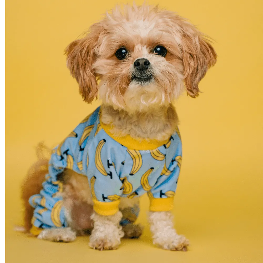 The Ultimate Guide: The Best Diapers For Dogs In Heat!