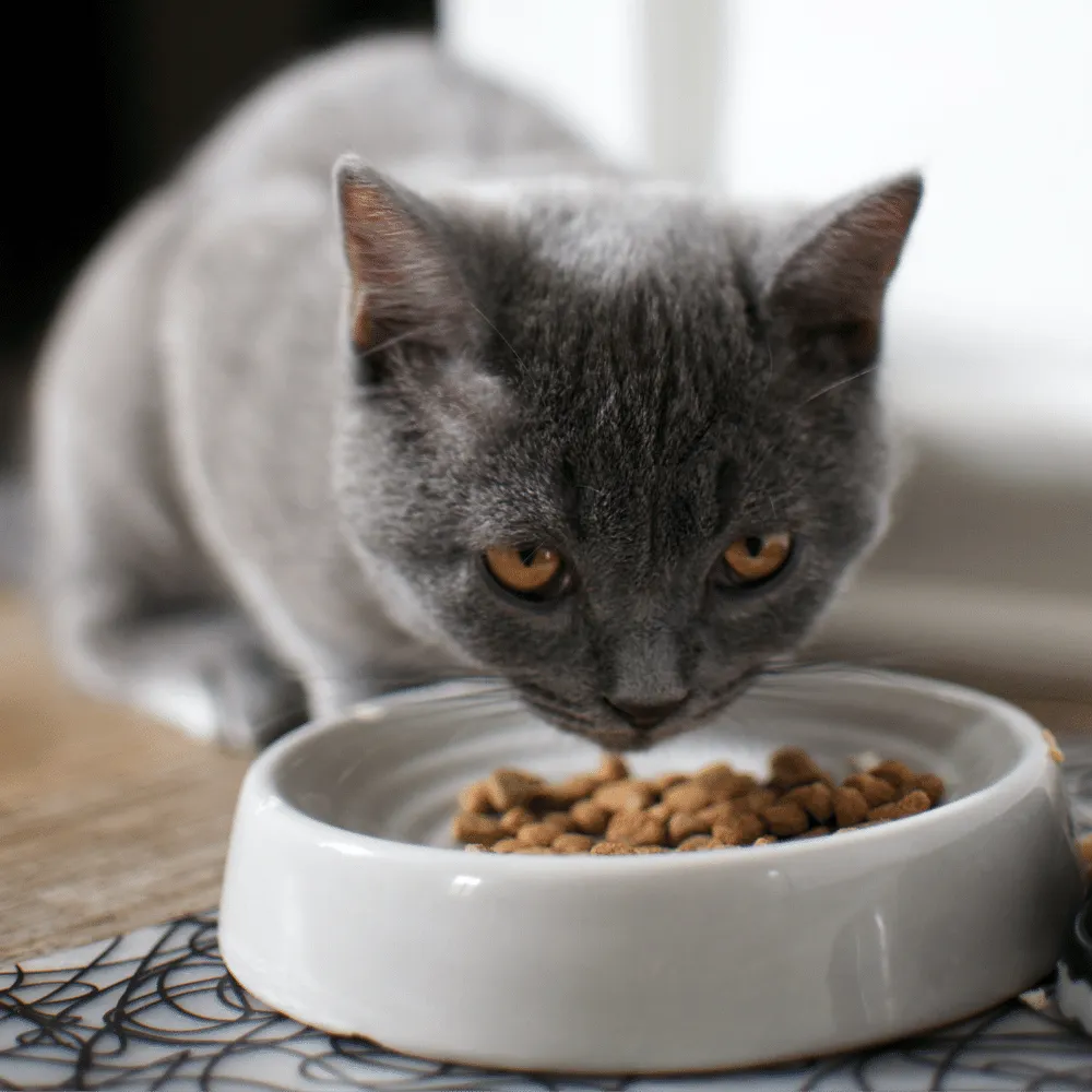 Fussy Felines Rejoice: The Automatic Cat Feeder is Here!