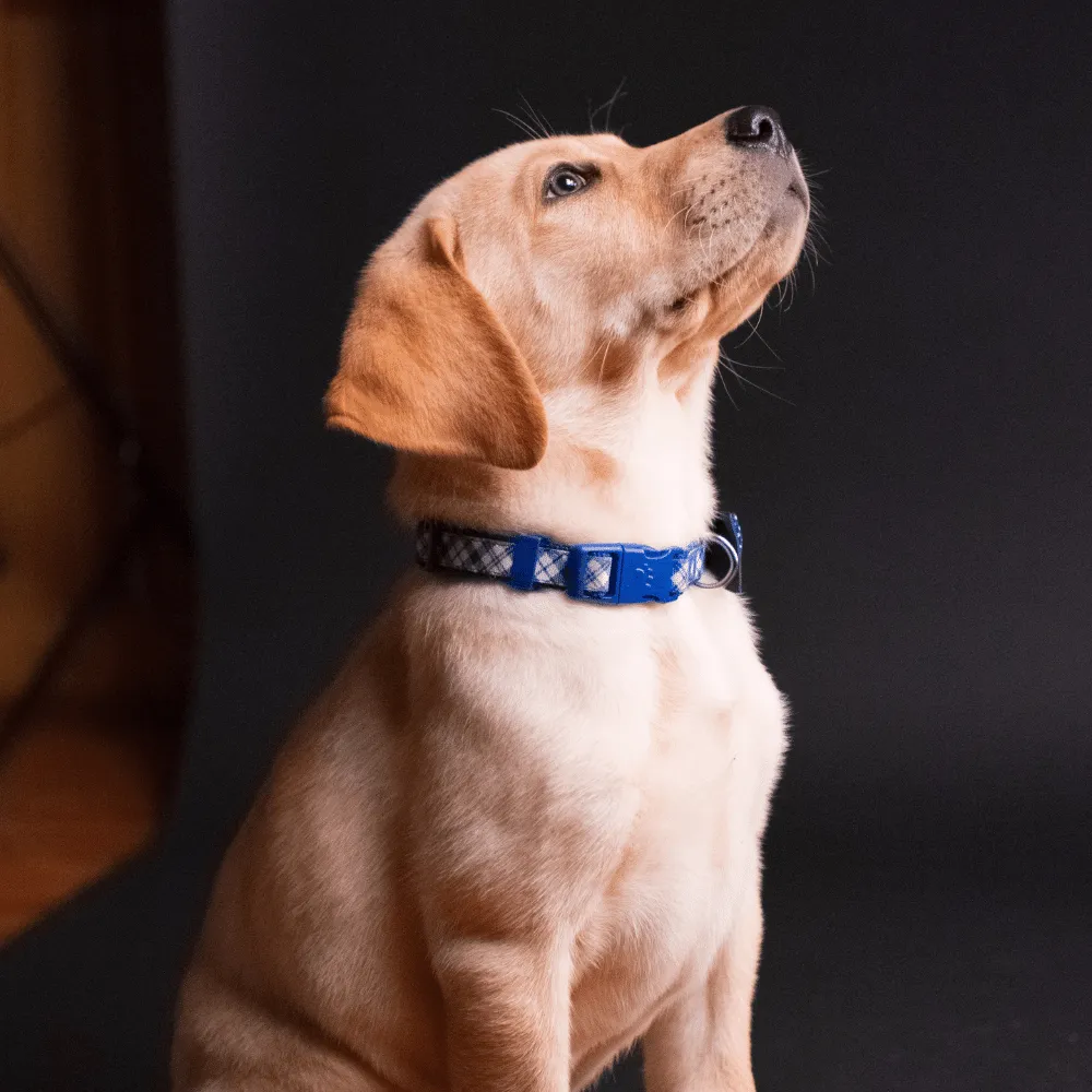 Gut Lovin' Pup! How Dog Probiotics Keep The Balance!