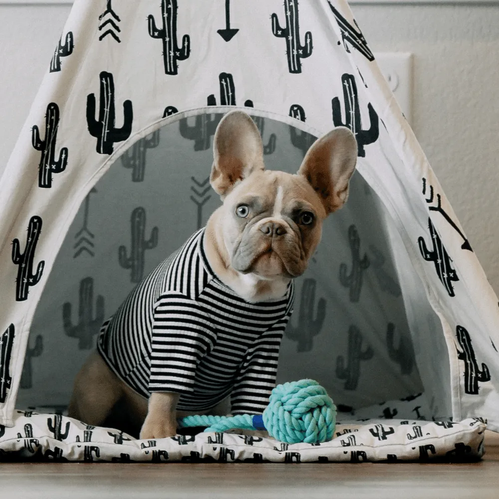 Discover the Top 5 Modern Dog Crates: Redefine Pet Luxury