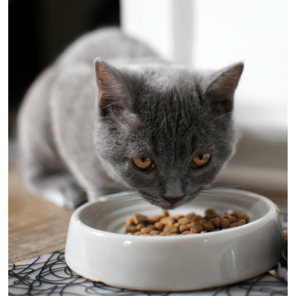 Cat Food Mats: Mealtime Majesty for Finicky Felines!