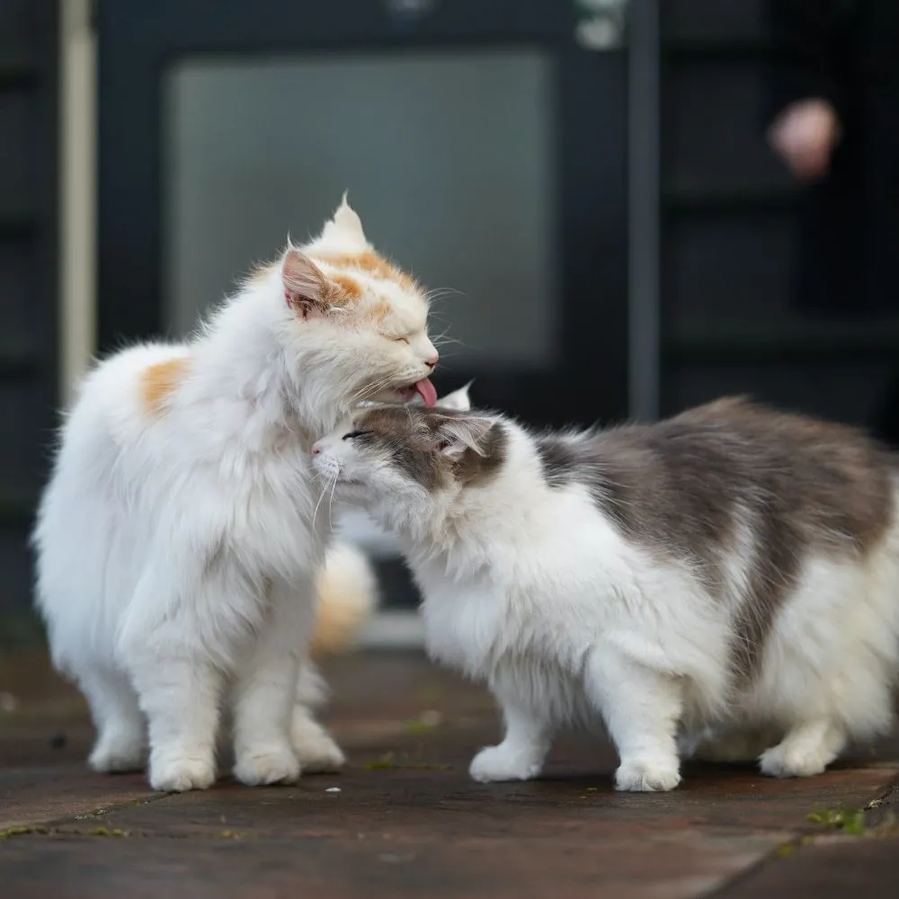 Feline Affection: The Science On Why Cats Lick Each Other