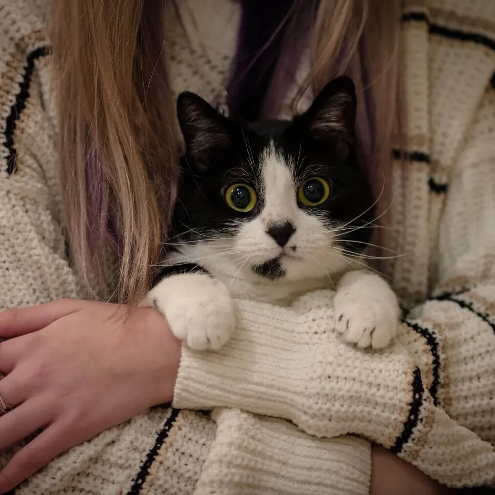 Is There a Spiritual Significance of a Cat Sleeping on Your Chest?