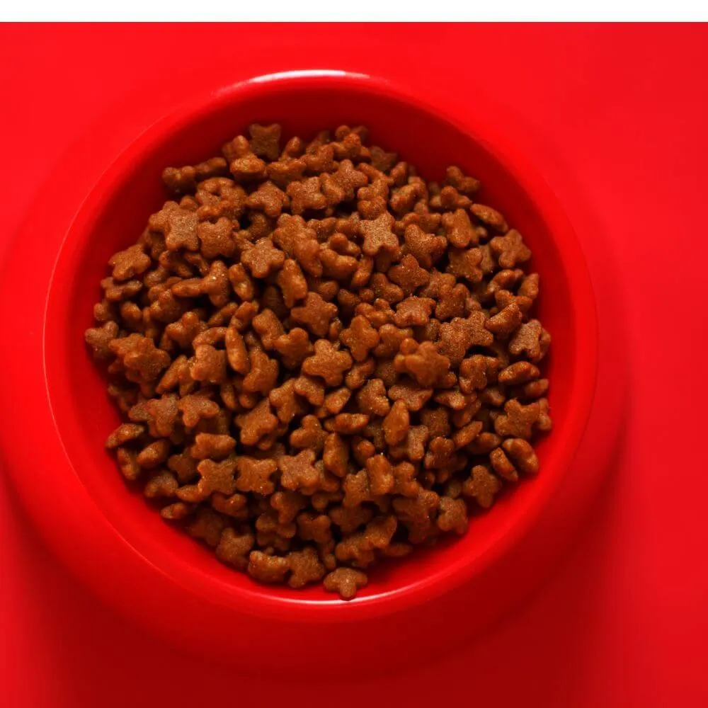 Discover The WOPET Automatic Pet Feeder Discover The WOPET Automatic Pet Feeder