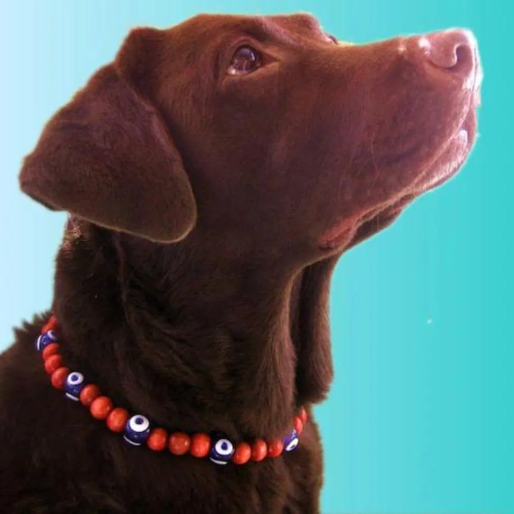 Unleash Your Pet's Style & Flair with A Beaded Dog Collar!