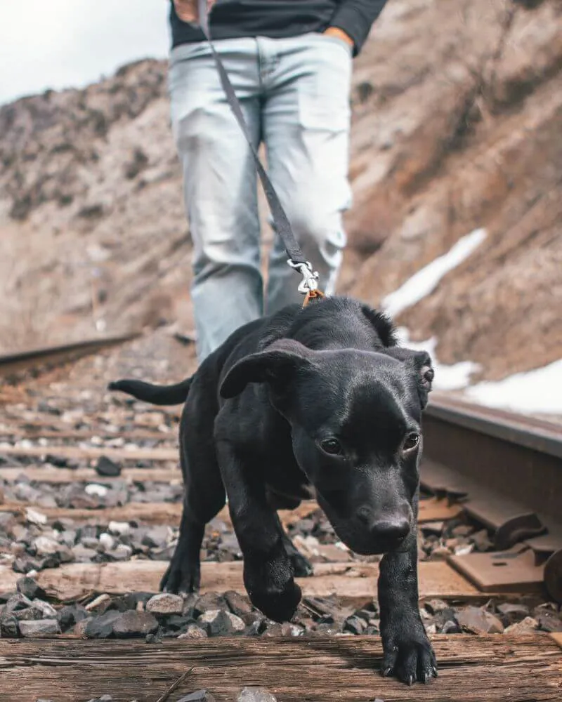 Is It Better to Walk a Dog with a Harness or Collar?