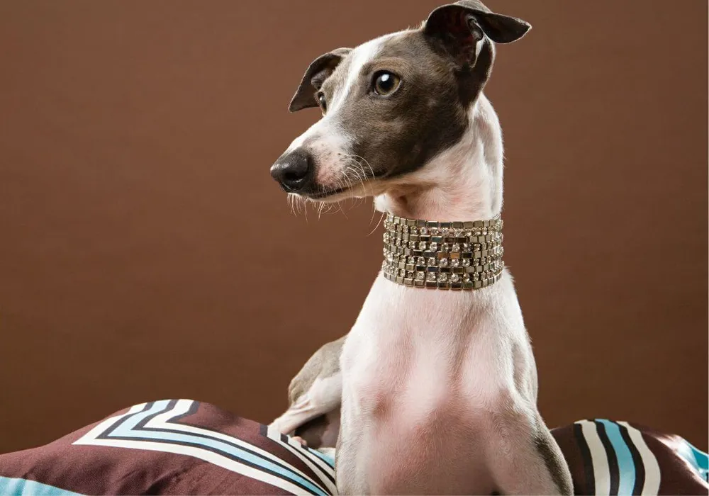 The Wide Dog Collar Revolution: Broaden Your Horizons!