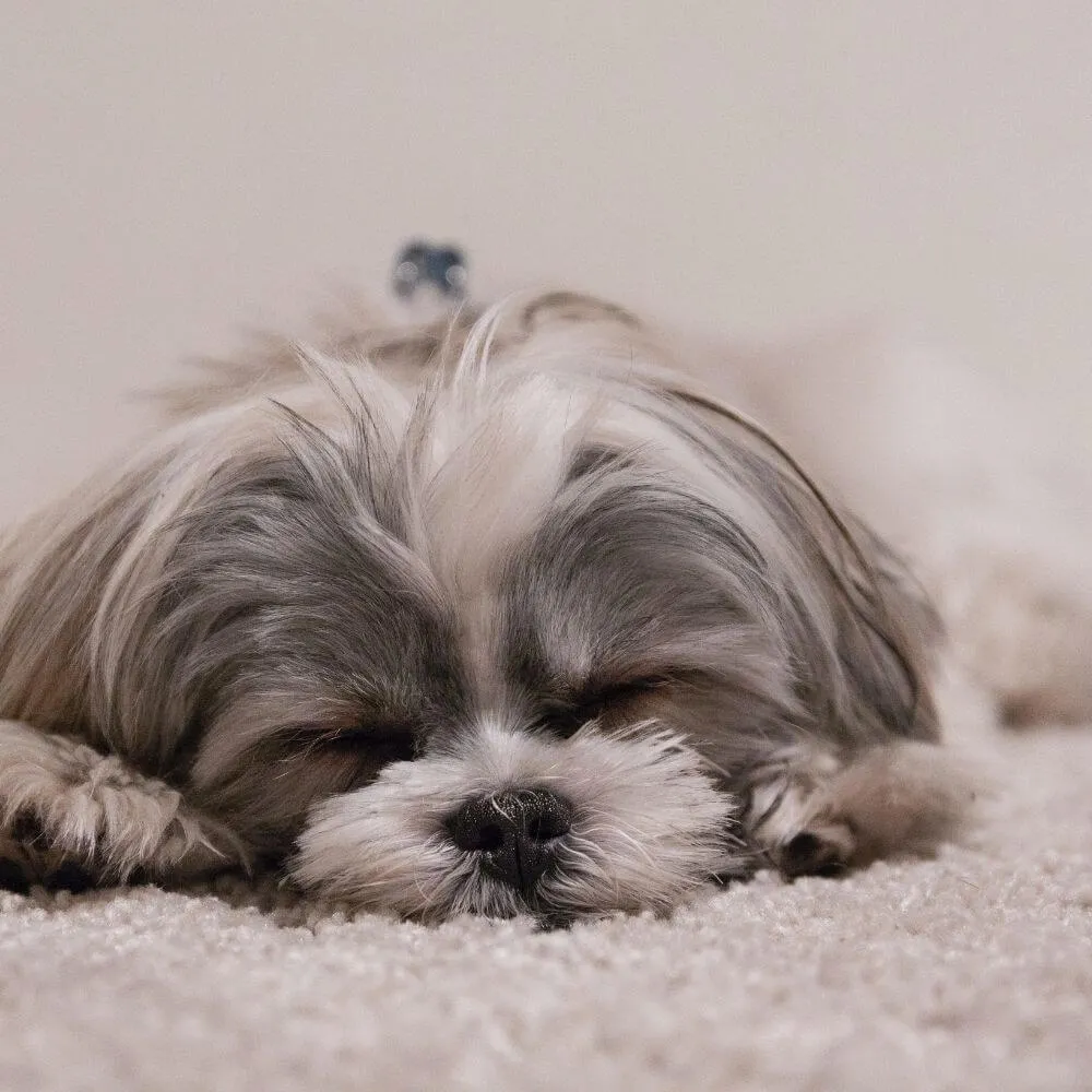 Anxious Pup? The Power of Calming Collars for Dogs