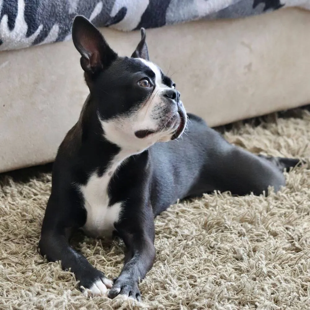 How To Get Dog Smell Out Of Carpet?