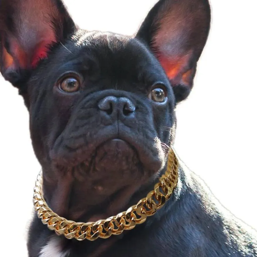Gold Dog Collars That Redefine Canine Chic!