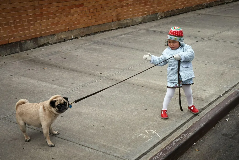 What Type of Collar is Best for Dog Training?