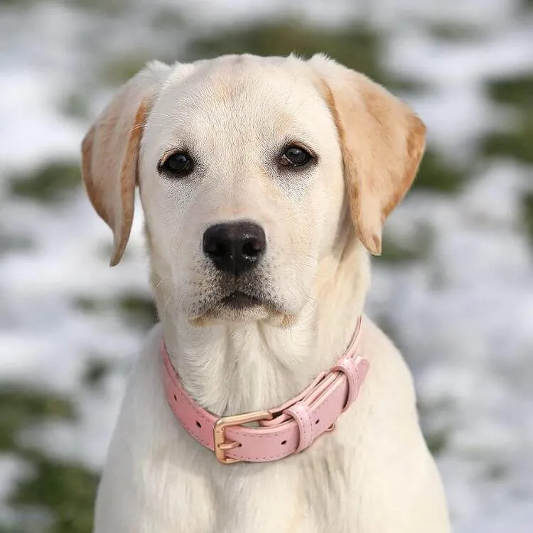 Pretty In Pink: The Ultimate Guide to Pink Dog Collars