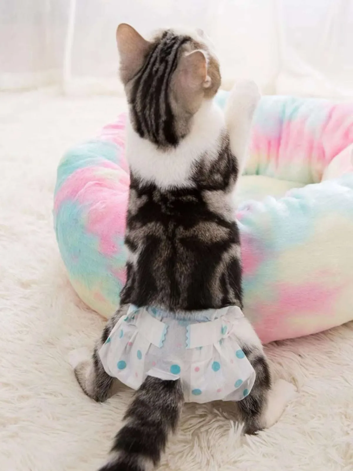 The Pawsitively Purrfect Guide to Cat Diapers!