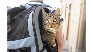 Cat Got Your Backpack? Best Cat Carrier Backpacks 2024!