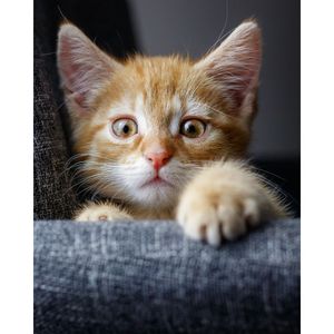 Purr-fectly Clean Ears: A Celebration of Cat Ear Cleaners