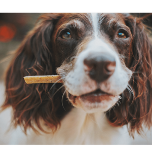 The Best Freeze Dried Dog Treats: Fido Will Love You!