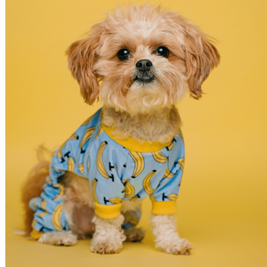 The Ultimate Guide: The Best Diapers For Dogs In Heat!