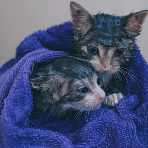 Cats Deserve Only the Best: The Ultimate Kitten Shampoo!