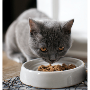 Cat Food Mats: Mealtime Majesty for Finicky Felines!