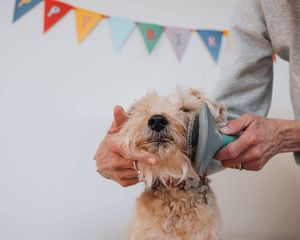 5 Dog Brushes to Keep Your Pooch Primped & Pampered!