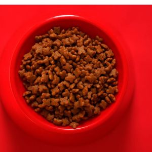 Discover the WOPET Automatic Pet Feeder!