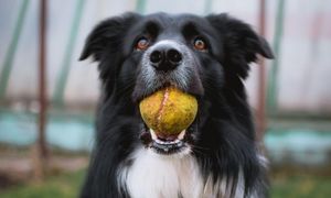 Unleashing the Inner Canine: Why Do Dogs Love Tennis Balls?