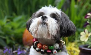 Flower Power: A Guide to the Best Flower Dog Collar!