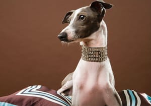 The Wide Dog Collar Revolution: Broaden Your Horizons!