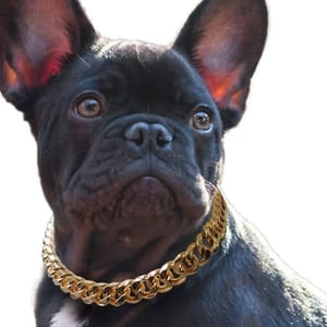 Gold Dog Collars That Redefine Canine Chic!