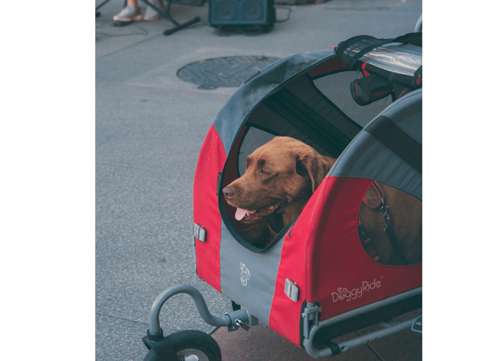 Take Your Pooch For a Ride Best Dog Strollers Of 2023!