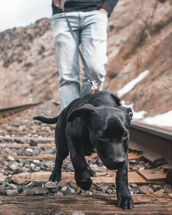 What Kind Of Collar Is Best For Your Dog?