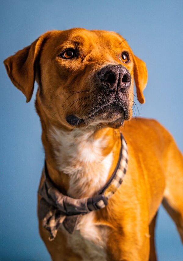 Is It Better to Walk a Dog with a Harness or Collar?