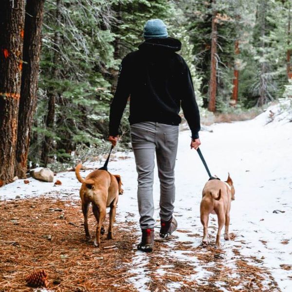 Is It Better to Walk a Dog with a Harness or Collar?