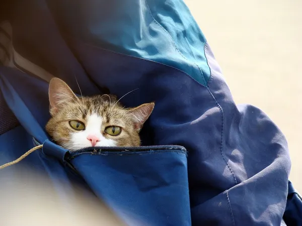 Purrfectly Portable: The Best Cat Carrier Backpacks!