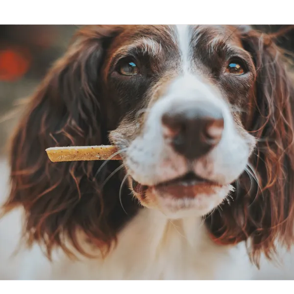 The Best Freeze Dried Dog Treats: Fido Will Love You!