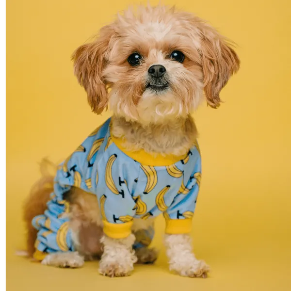 The Ultimate Guide: The Best Diapers For Dogs In Heat!