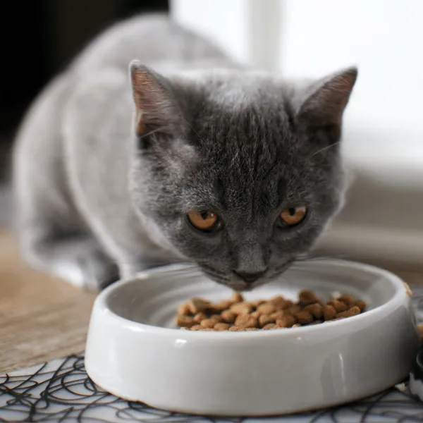 Fussy Felines Rejoice: The Automatic Cat Feeder is Here!