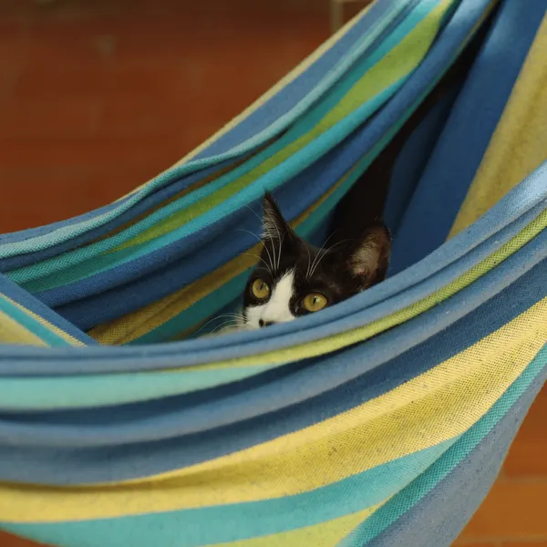 Unfurgettable Comfort: Choosing The Best CAT Hammock!